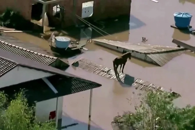 В Бразилии спасли лошадь, застрявшую из-за наводнения на крыше дома - ФОТО/ВИДЕО